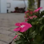 Plátano Сasa de vacaciones *