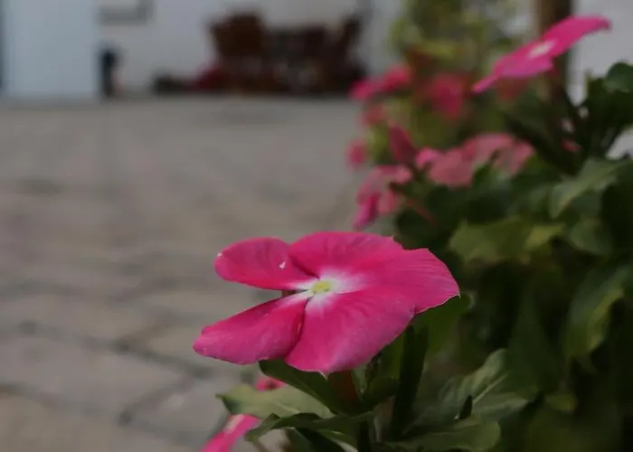 Platano בית נופש *